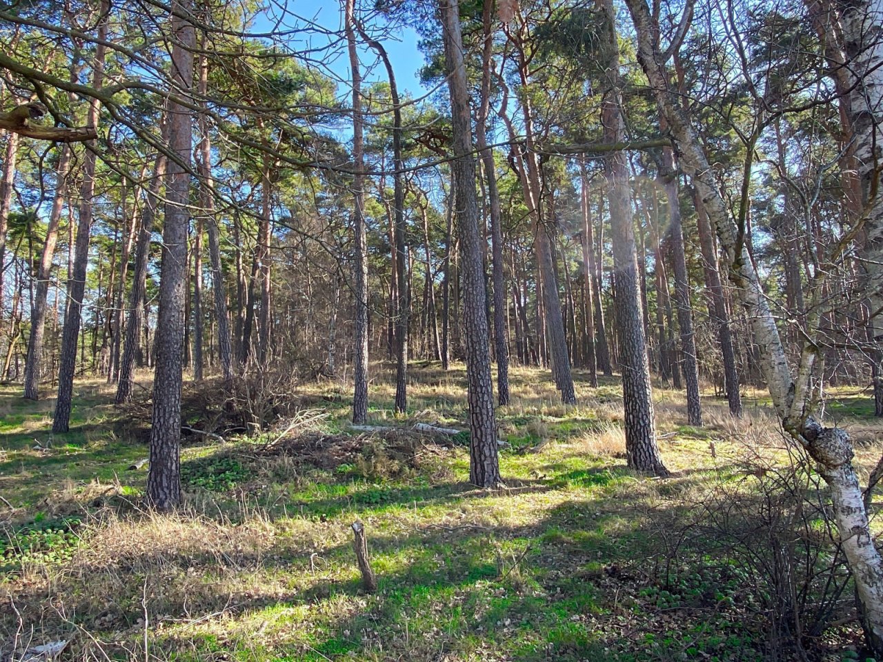 Waldblick Waldblick