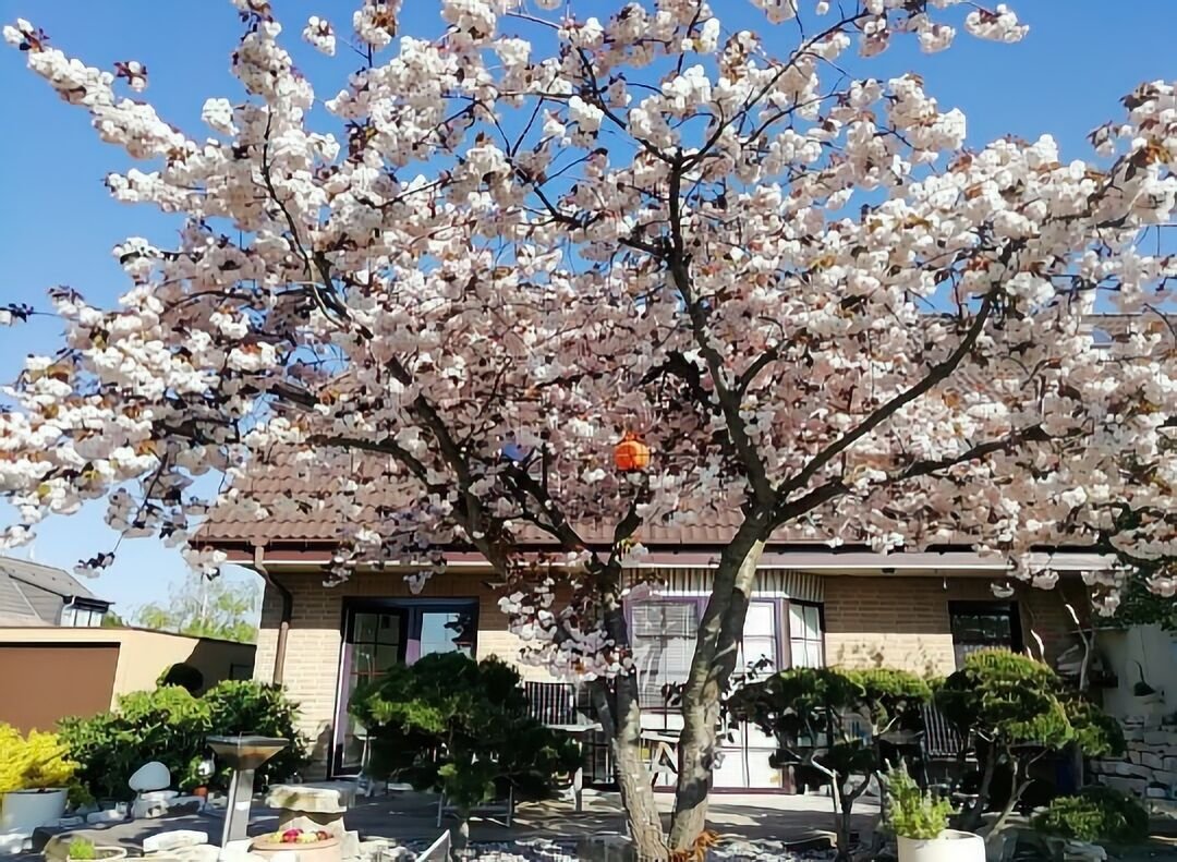 DHH Rückseite Frühling DHH Rückseite Frühling