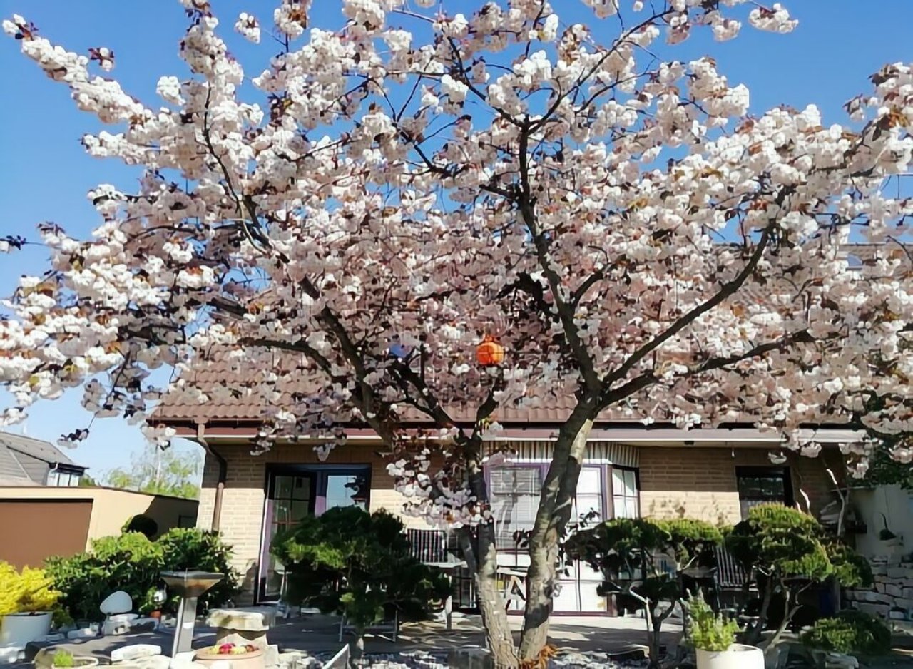 DHH Rückseite Frühling